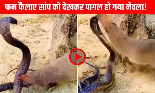 Saanp Aur Nevle Ki Ladai: नेवले के सामने रंगदारी दिखा रहा था सांप, फन फैला फुफकारा तो नेवले ने ऐसे लताड़ा