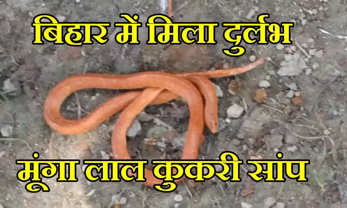 Saanp News: बिहार में 1936 के बाद पहली बार दिखा यह सांप, अंधेरा होते ही हो जाता है एक्टिव