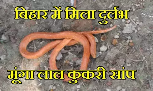 Saanp News: बिहार में 1936 के बाद पहली बार दिखा यह सांप, अंधेरा होते ही हो जाता है एक्टिव Saanp News: बिहार में 1936 के बाद पहली बार दिखा यह सांप, अंधेरा होते ही हो जाता है एक्टिव