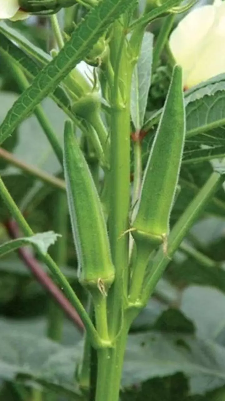 भिंडी के साथ भूलकर भी न खाएं ये चीजें