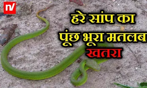 Saanp News: कोबरा से भी अधिक खतरनाक है ये सांप! भूरा पूंछ मतलब खतरा ही खतरा Saanp News: कोबरा से भी अधिक खतरनाक है ये सांप! भूरा पूंछ मतलब खतरा ही खतरा