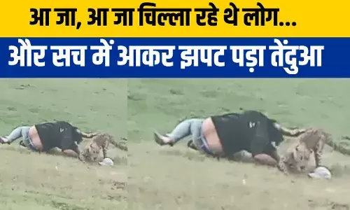 Leopard Attack Shahdol: आओ, आओ... तेंदुआ झाड़ियों से दौड़ते निकला और करने लगा इंसानों का शिकार Leopard Attack Shahdol: आओ, आओ... तेंदुआ झाड़ियों से दौड़ते निकला और करने लगा इंसानों का शिकार