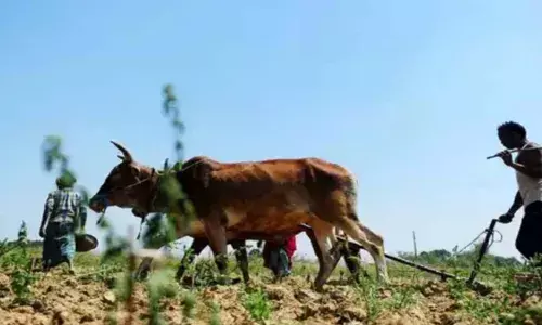 बिहार के 308017 किसनों के खाते में नहीं आया पीएम किसान वाला पैसा, जानें क्यों बिहार के 308017 किसनों के खाते में नहीं आया पीएम किसान वाला पैसा, जानें क्यों