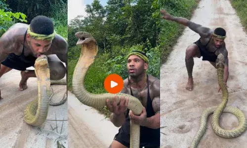 Viral News: विशाल किंग कोबरा को यूं वश में किया युवक, फिर लगा खेलने और किस करने, गजब का है साहस