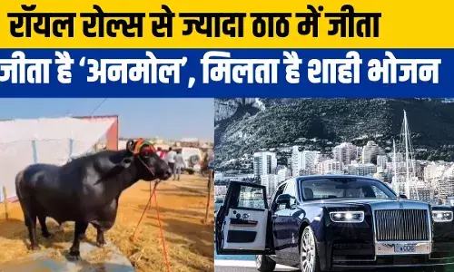 Buffalo Worth: भैंसा अनमोल की कीमत में खरीद लेंगे तीन रॉयल रोल्स, खुराक सुनकर हिल जाएगा दिमाग Buffalo Worth: भैंसा अनमोल की कीमत में खरीद लेंगे तीन रॉयल रोल्स, खुराक सुनकर हिल जाएगा दिमाग