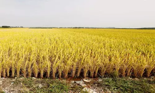 बिहार के किसानों के लिए बड़ी खबर! नीतीश सरकार त्रिनेत्र से रख रही नजर; जानें