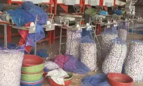 शेख अब्दुल्ला ने गोदाम में भर-भरकर रखा था लहसुन, रात में ट्रक और सीढ़ी के साथ आए लोग और फिर... शेख अब्दुल्ला ने गोदाम में भर-भरकर रखा था लहसुन, रात में ट्रक और सीढ़ी के साथ आए लोग और फिर...