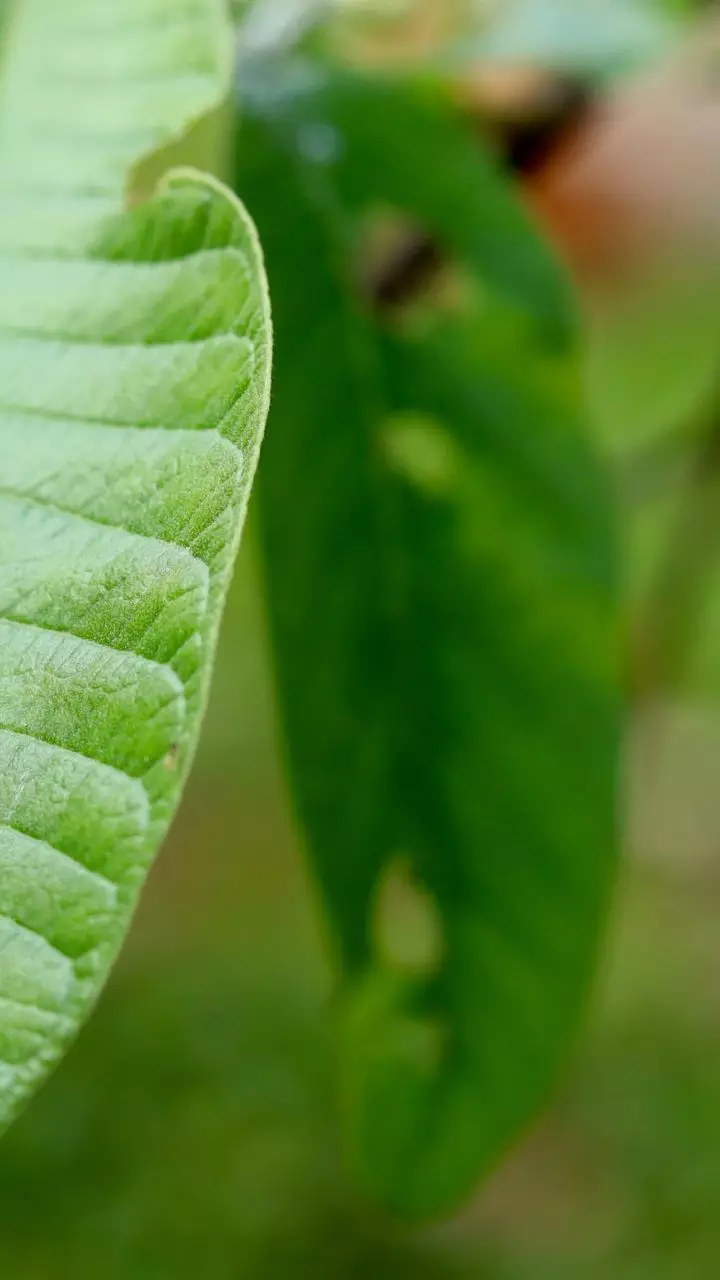 चमत्कारी है ये पत्तियां, तीन बार चबाएंगे तो झट से कम होगा ब्लड शुगर