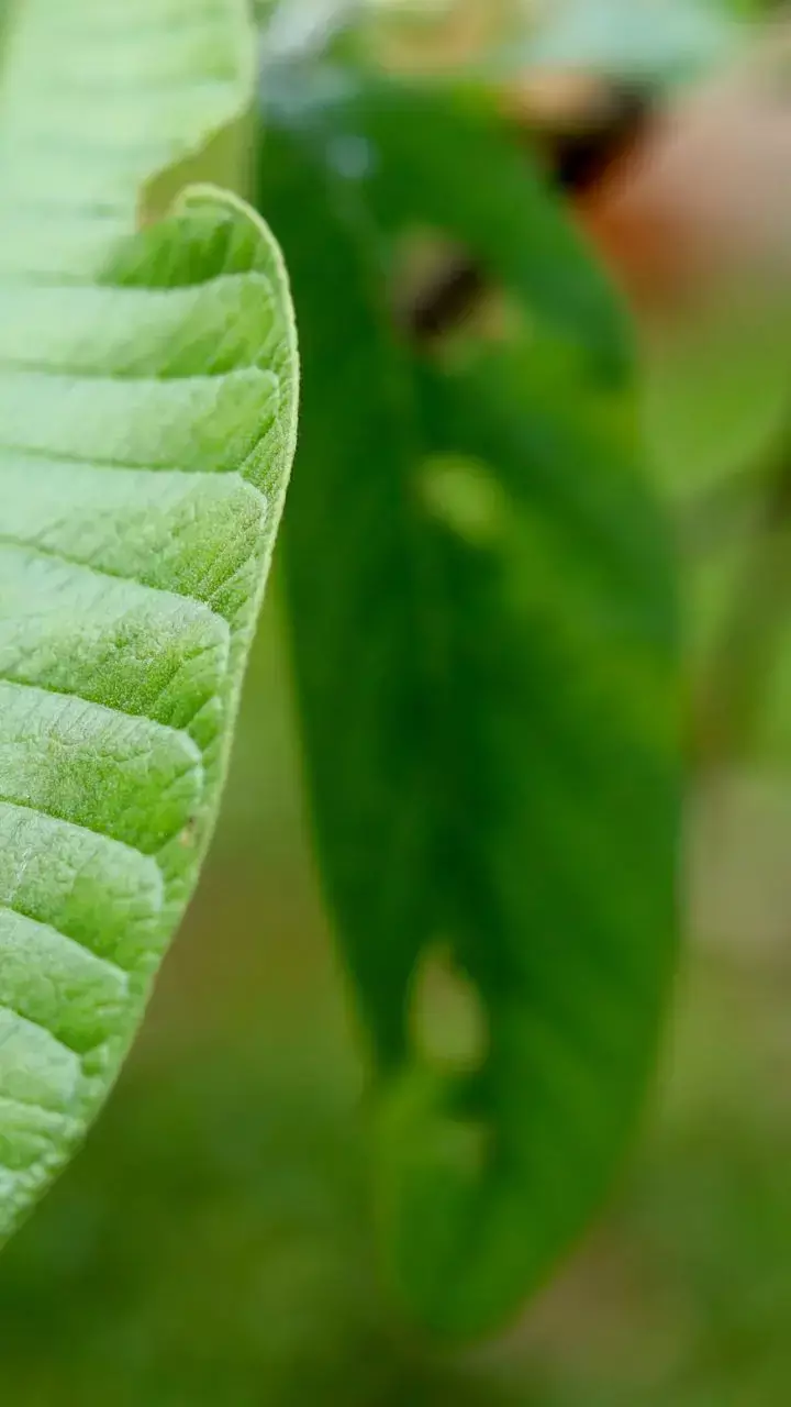चमत्कारी है ये पत्तियां, तीन बार चबाएंगे तो झट से कम होगा ब्लड शुगर