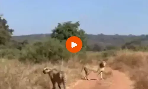 Cheetah Release: भारत के जंगल 70 साल बाद दिखेगी चीतों की छलांग, अग्नि और वायु हुए कुनो में आजाद