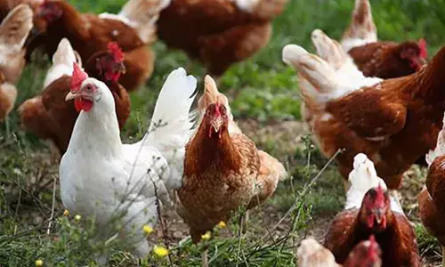 OMG: 12 लाख लोन दिलाने को बैंक मैनेजर खा गए 39000 के देसी चिकन, पैसे को लेकर हुआ झंझट तो फंसा मामला OMG: 12 लाख लोन दिलाने को बैंक मैनेजर खा गए 39000 के देसी चिकन, पैसे को लेकर हुआ झंझट तो फंसा मामला