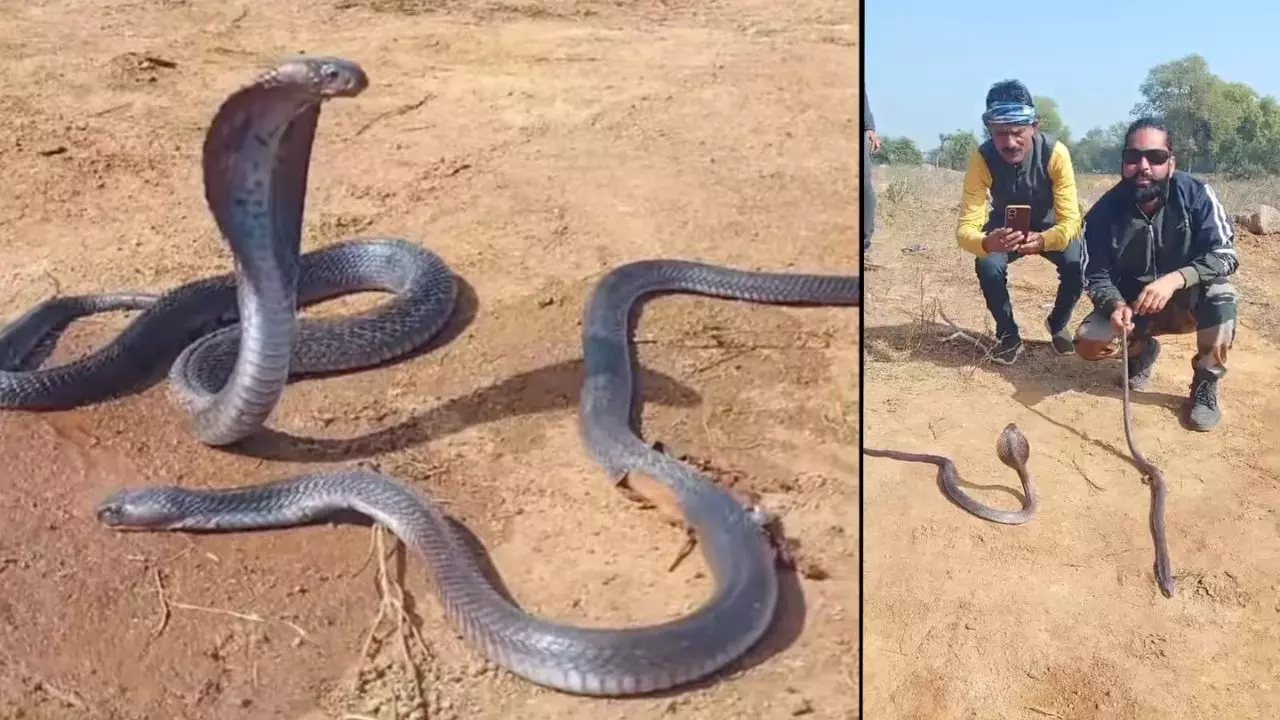 नाग की मौत के बाद गमगीन नागिन, ढाई घंटे तक फन फैलाकर यूं बैठी रही