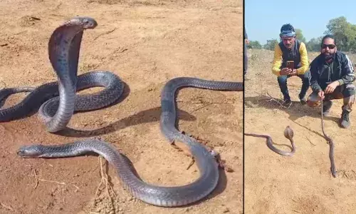 नाग की मौत के बाद गमगीन नागिन, ढाई घंटे तक फन फैलाकर यूं बैठी रही नाग की मौत के बाद गमगीन नागिन, ढाई घंटे तक फन फैलाकर यूं बैठी रही
