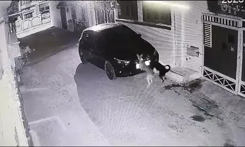 कुत्ते ने 12 घंटे में की टक्कर मारने वाले की पहचान, कार को खरोंच कर लिया बदला