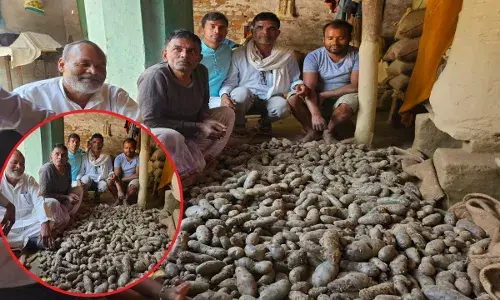 25 रुपये नहीं... ₹300 किलो है ये आलू, फायदे जान आभ भी कहेंगे कड़क आइटम है बॉस 25 रुपये नहीं... ₹300 किलो है ये आलू, फायदे जान आभ भी कहेंगे कड़क आइटम है बॉस