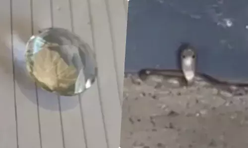 बिहार: मुजफ्फरपुर के सरकारी स्कूल में मिला नागमणि, कुछ दिन पहले निकला था सांप! बिहार: मुजफ्फरपुर के सरकारी स्कूल में मिला नागमणि, कुछ दिन पहले निकला था सांप!