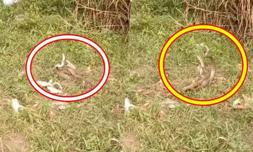 सावन के पवित्र महीने में नाग-नागिन का मिलन, LIVE स्वयंवर देख लोग हुए हैरान सावन के पवित्र महीने में नाग-नागिन का मिलन, LIVE स्वयंवर देख लोग हुए हैरान